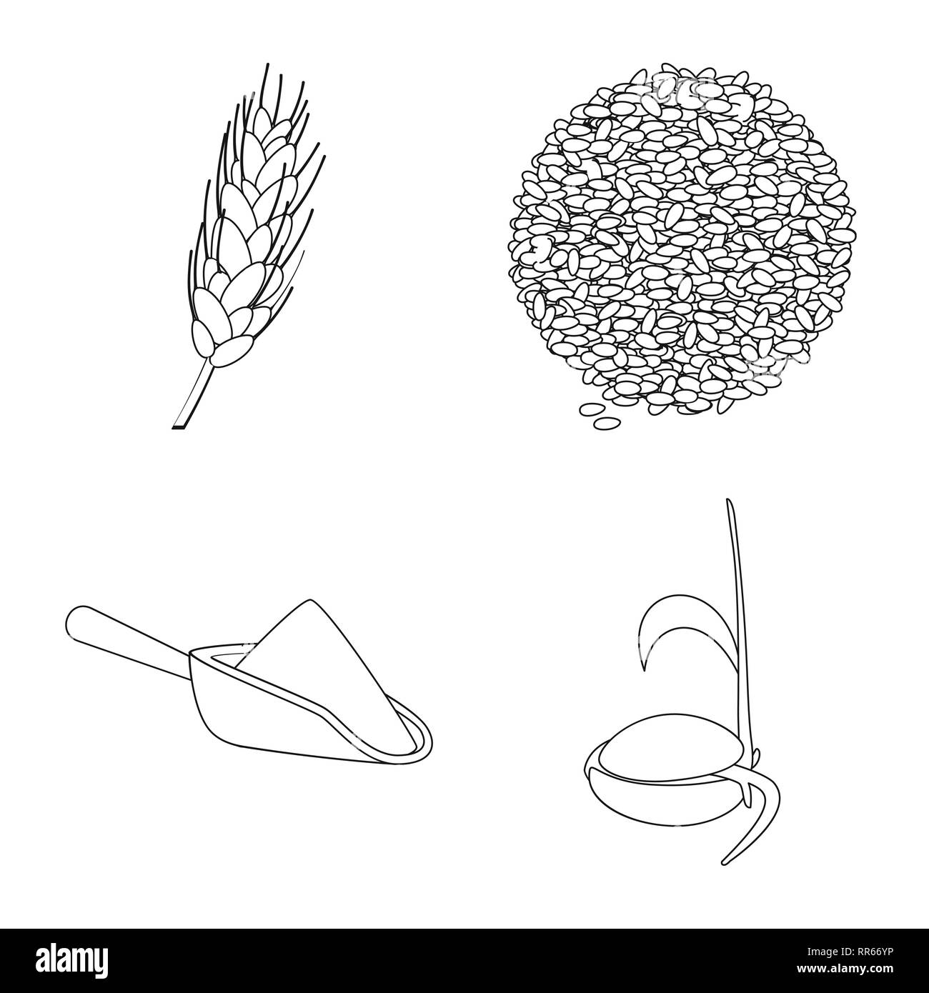 spring,flour,seed,spike,seeds,meal,grow,cereal,oat,stages,ear,barley ...