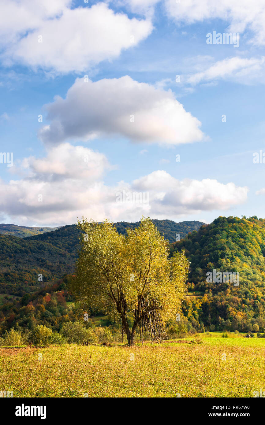 tree on the rural field in mountains. beautiful countryside scenery in early autumn. simple vertical composition. sunny evening with fluffy clouds on  Stock Photo