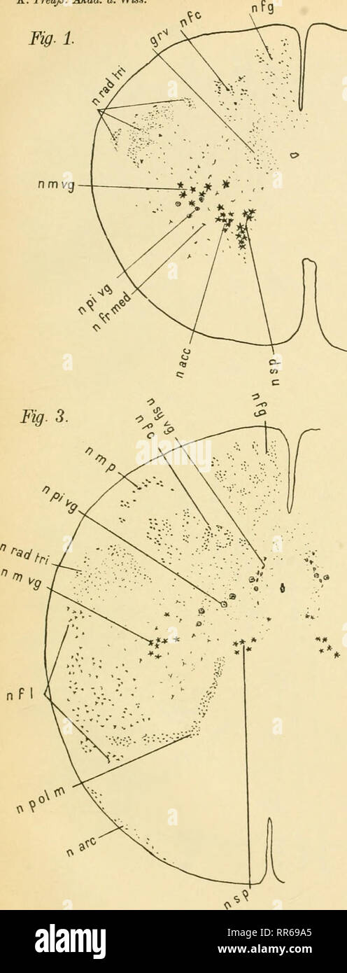 . Abhandlungen der Königlich Preussischen Akademie der Wissenschaften. Science. K. Preuß. Akad. d. Wiss, Fig-1. nm vg —. Anhang z. d. phys.-math. Abh. 1909. Fig. 2 n rad tri. Please note that these images are extracted from scanned page images that may have been digitally enhanced for readability - coloration and appearance of these illustrations may not perfectly resemble the original work.. Königlich Preussische Akademie der Wissenschaften zu Berlin. Physikalisch-Mathematische Classe. Berlin : Verlag der Königlichen Akademie der Wissenschaften Stock Photo