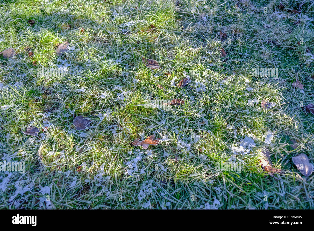 Frozen winter grass on a sunny morning. Background natural shot with ...