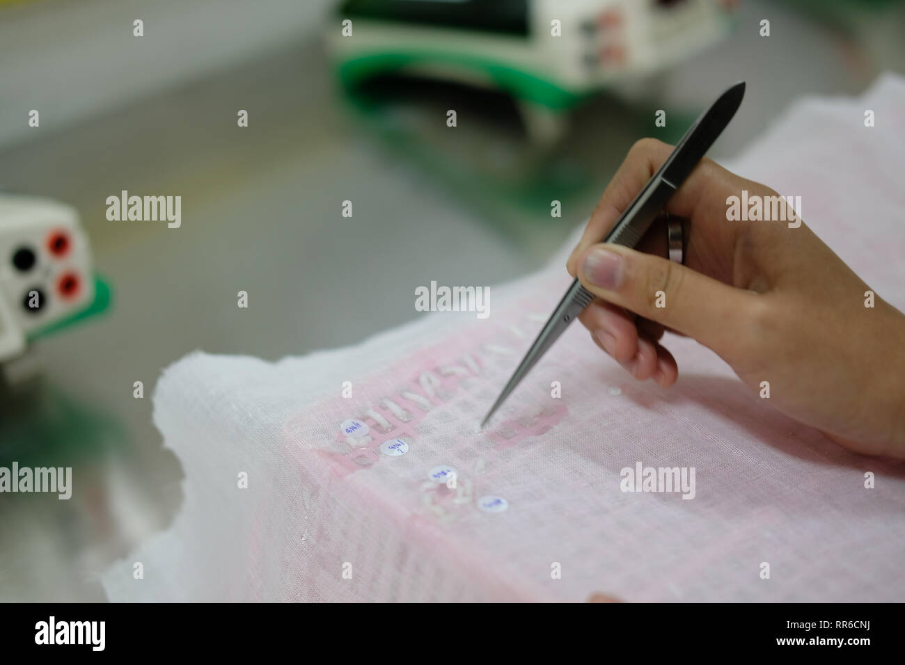 measuring rice grain seed length in laboratory Stock Photo - Alamy