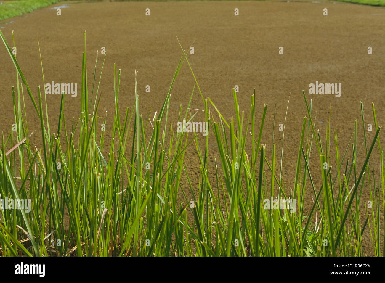 vetiver grass plant near rice paddy field Stock Photo Alamy