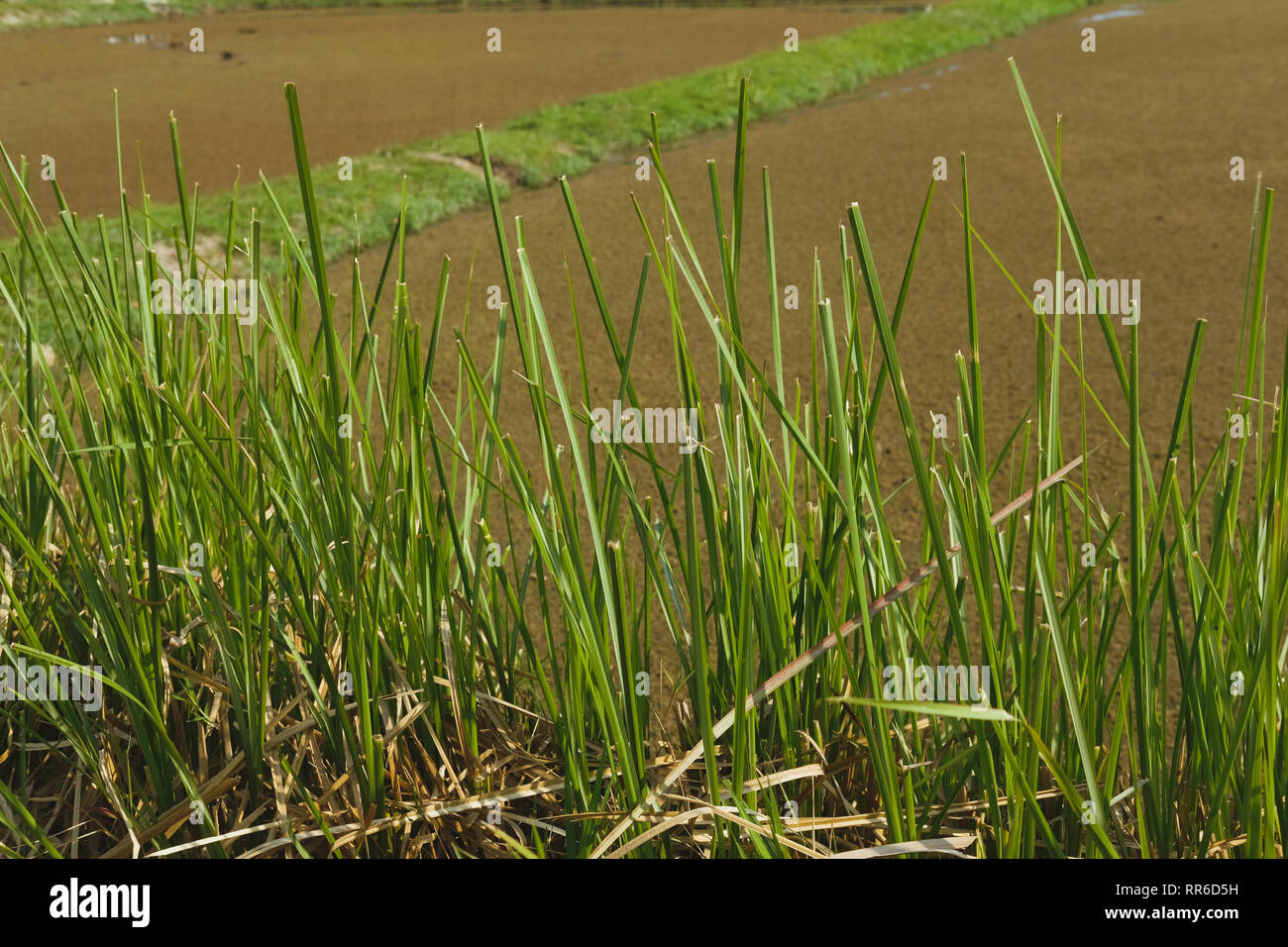 Vetiver hires stock photography and images Alamy