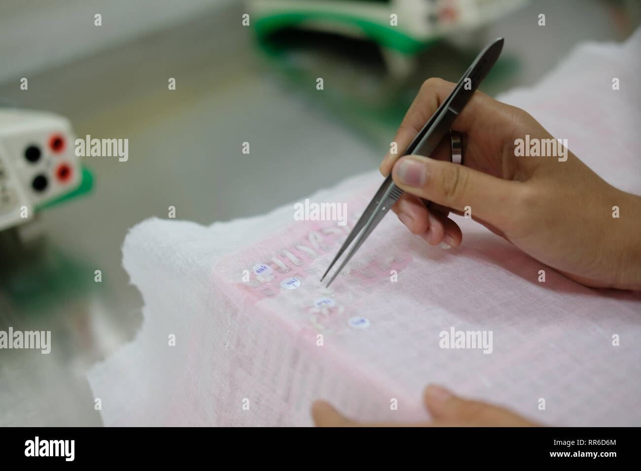 measuring rice grain seed length in laboratory Stock Photo Alamy