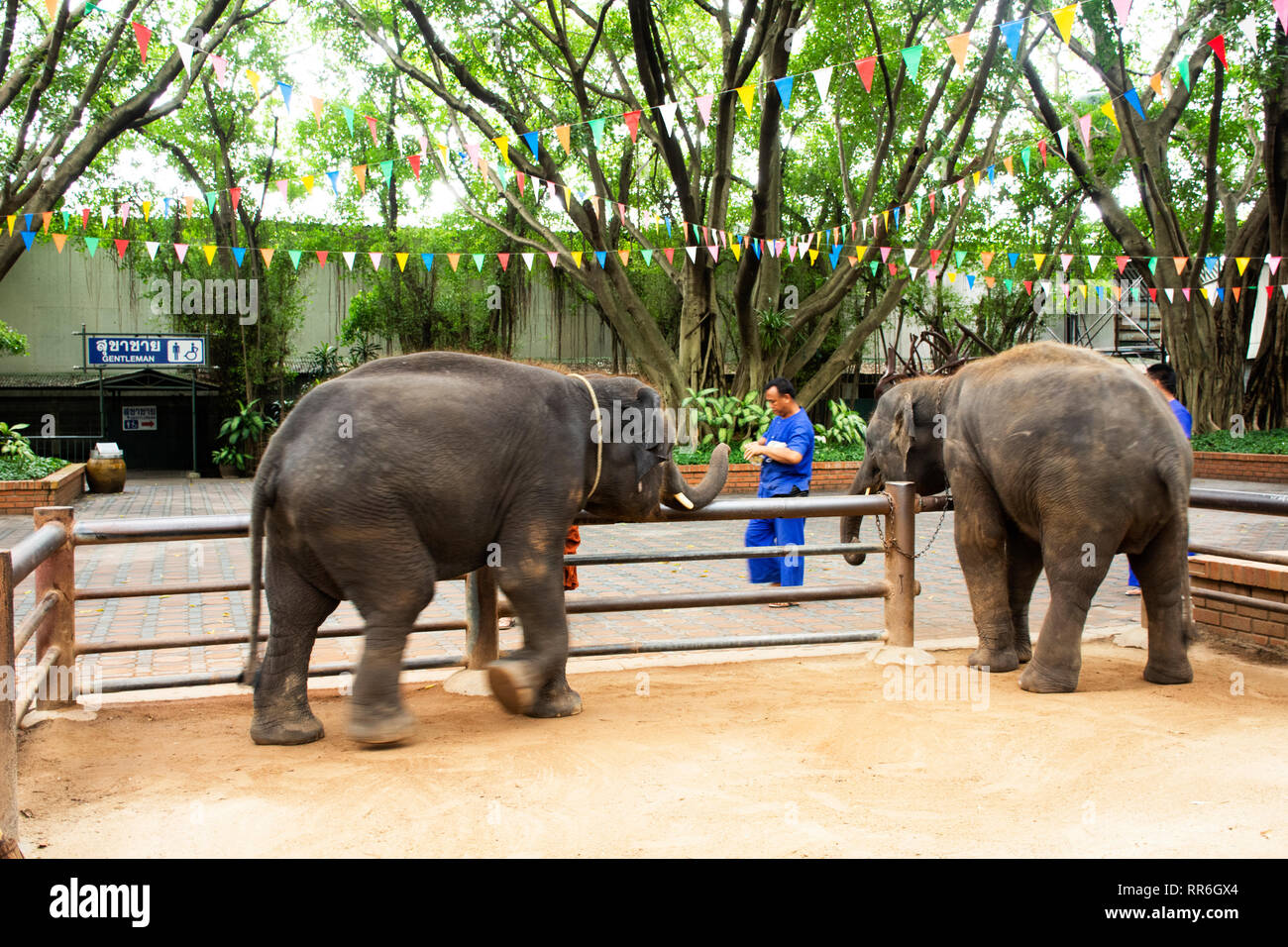 Young elephants standing and waiting travelers people visit and looking and feeding at samphran elephant ground & zoo on July 17, 2018 in Nakhon Phato Stock Photo