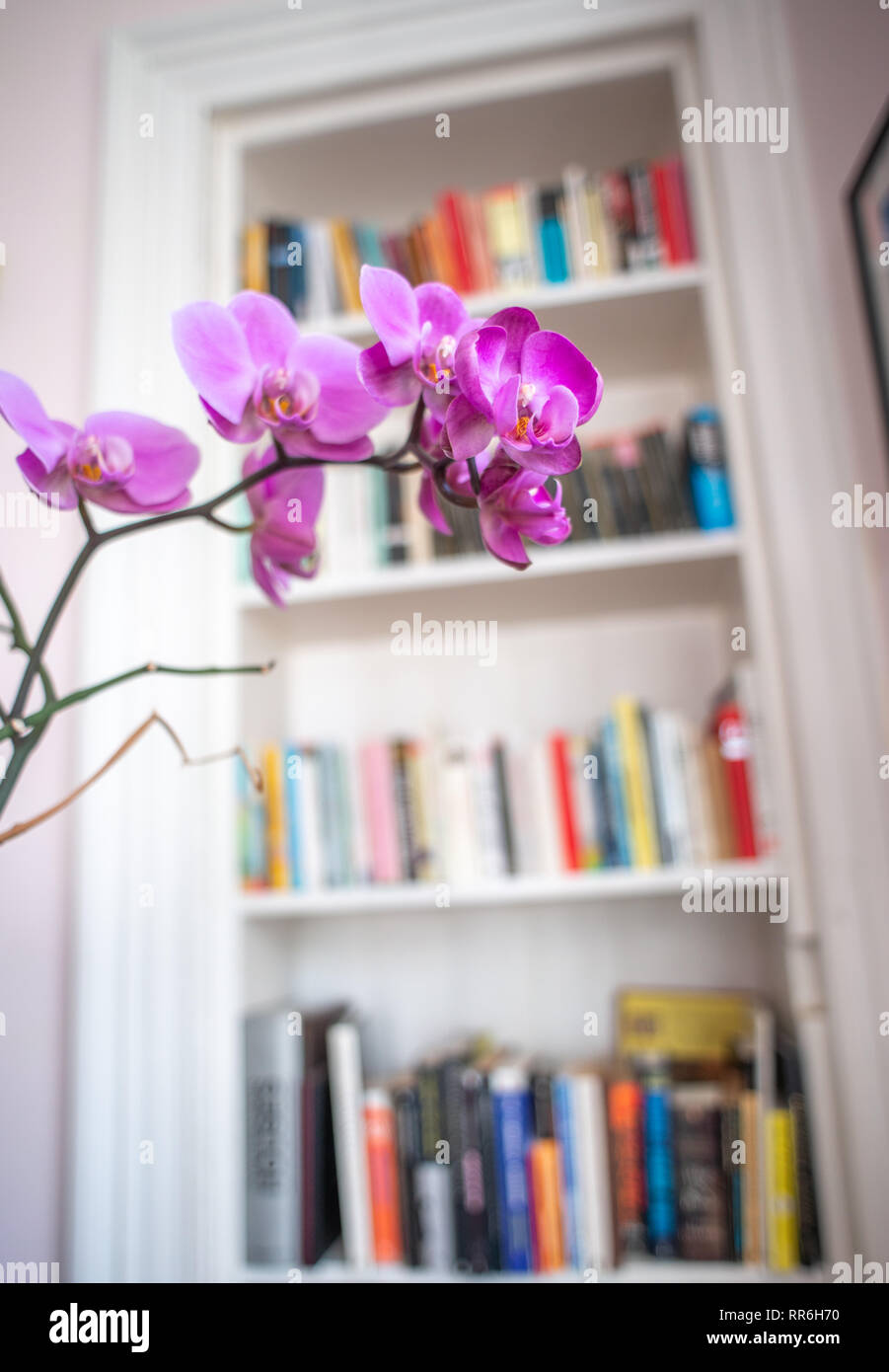 Detail Of A Beautiful Purple Orchid Flower Against A Retro Vintage Bookcase In A Victorian Apartment Or Flat Stock Photo