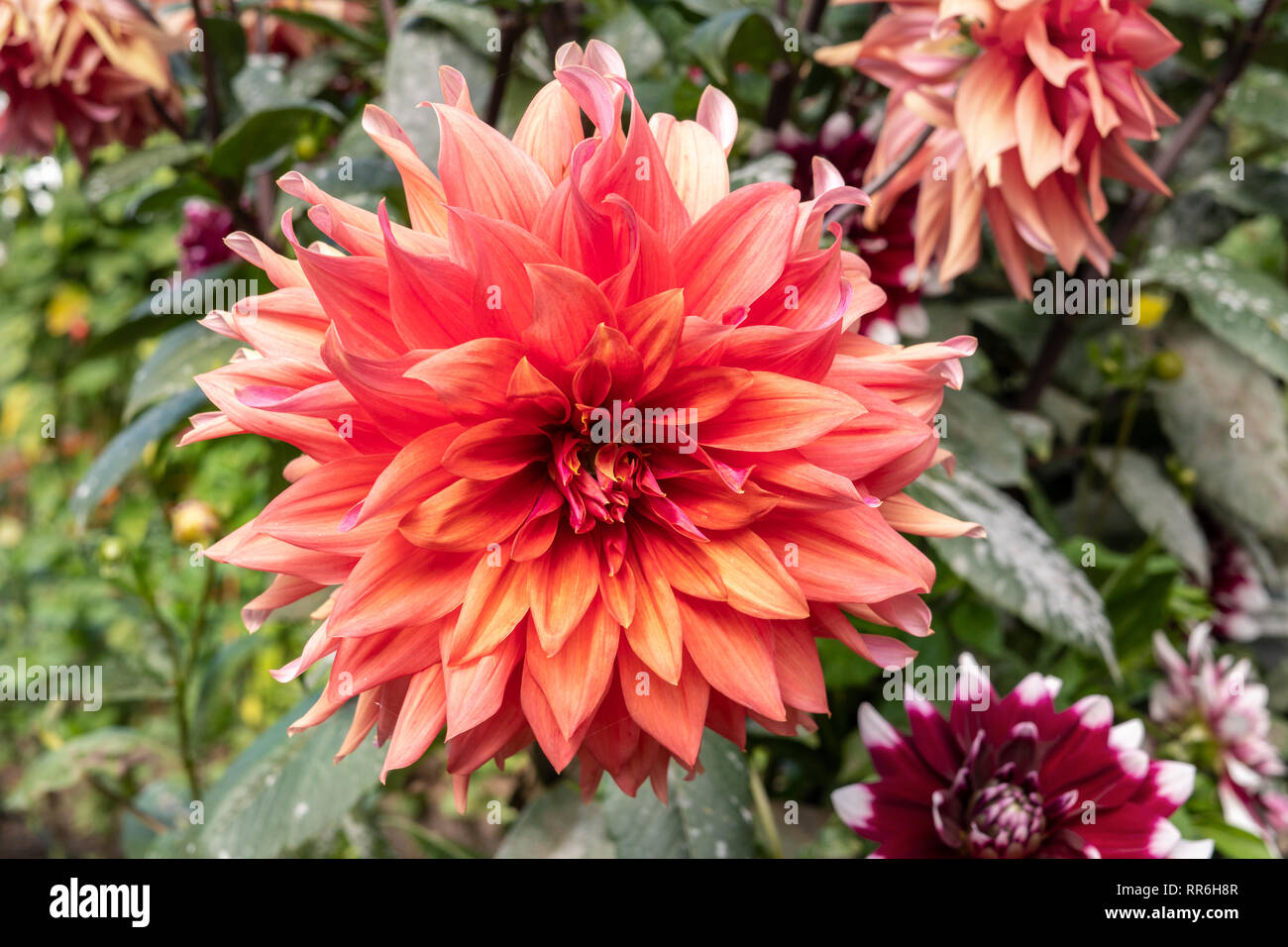 Dahlia flower orange color on outdoor Stock Photo