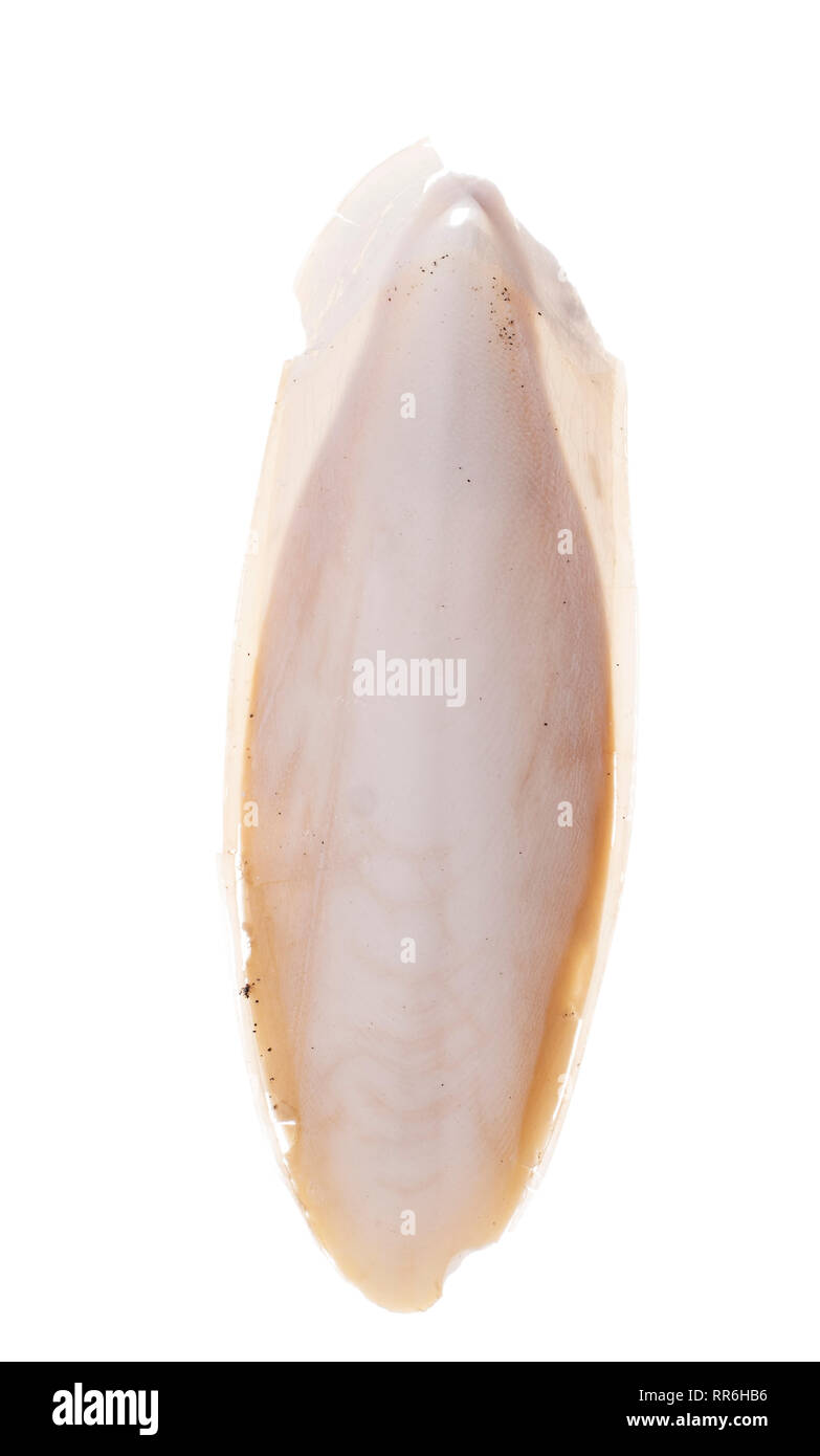 Found, natural Cuttlefish bone aka cuttlebone, the internal shell of cephalopod. Isolated on white background. Food for pet birds. Stock Photo