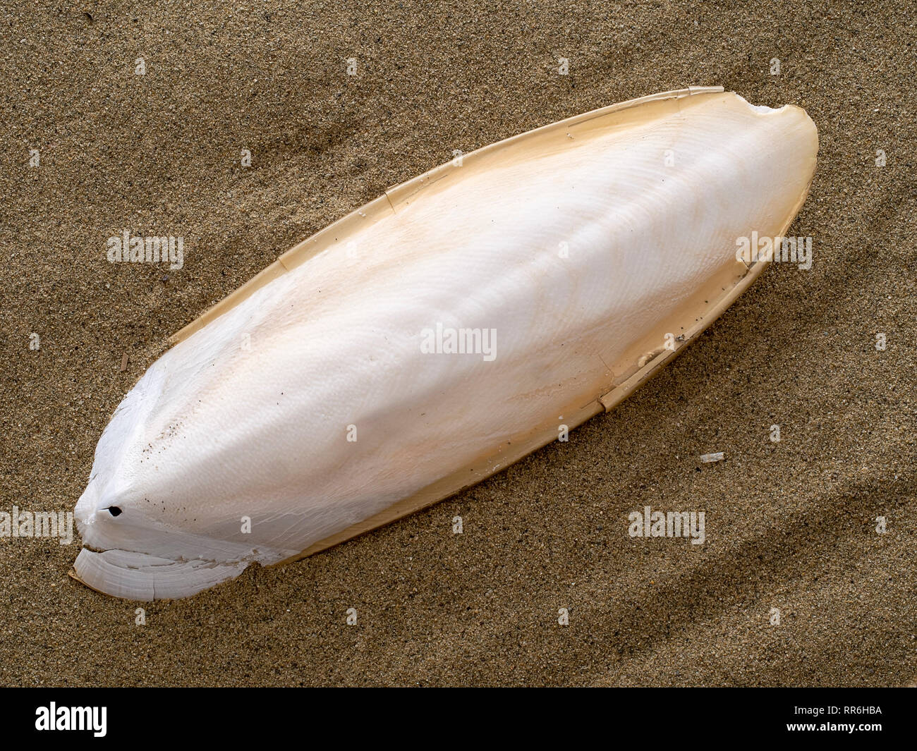 Found, natural Cuttlefish bone aka cuttlebone, the internal shell of cephalopod. On sand. Fed to pet birds. Stock Photo