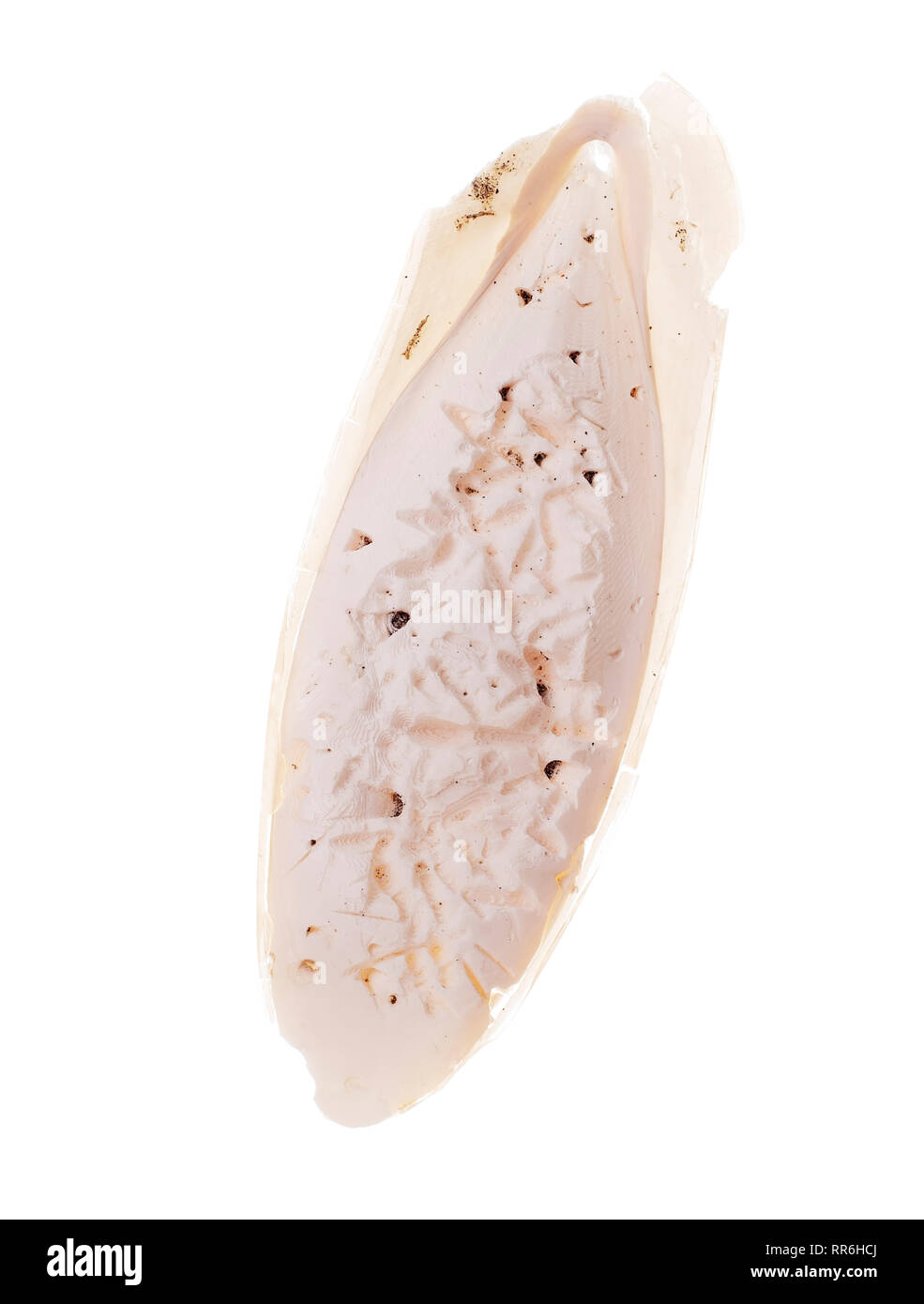 Found, natural Cuttlefish bone aka cuttlebone, the internal shell of cephalopod. Isolated on white background. Already pecked by wild birds. Stock Photo