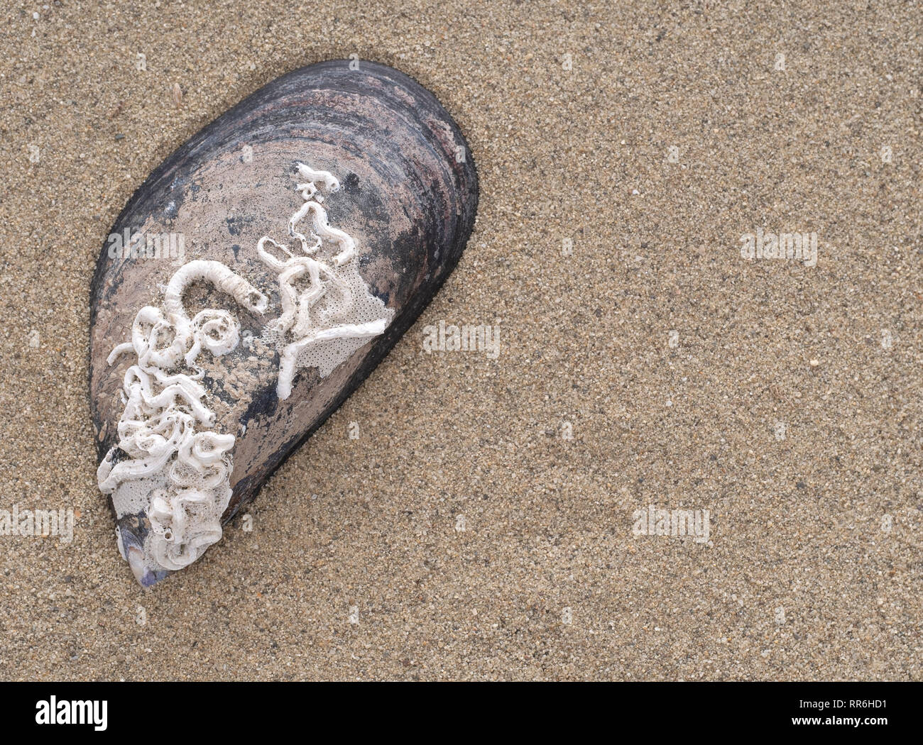 Mussel shell with natural calcareous tubes made by marine worms, like Pomatoceros species. Found on beach. Stock Photo