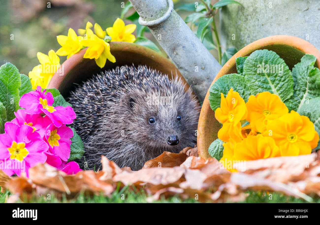 Hedgehog, Scientific name Erinaceus Europaeus, in Springtime in