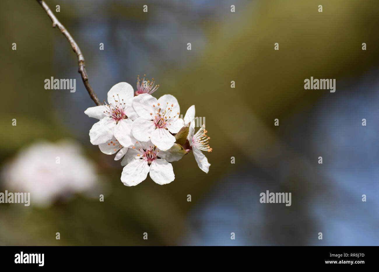 Blossom in Spring on a Cherry Plum Tree Stock Photo