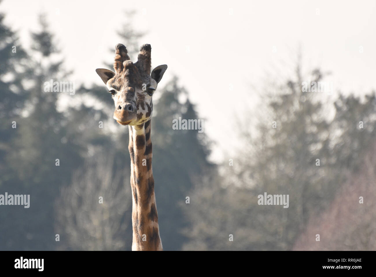 African Giraffe head and neck portrait with space for copy / text Stock Photo