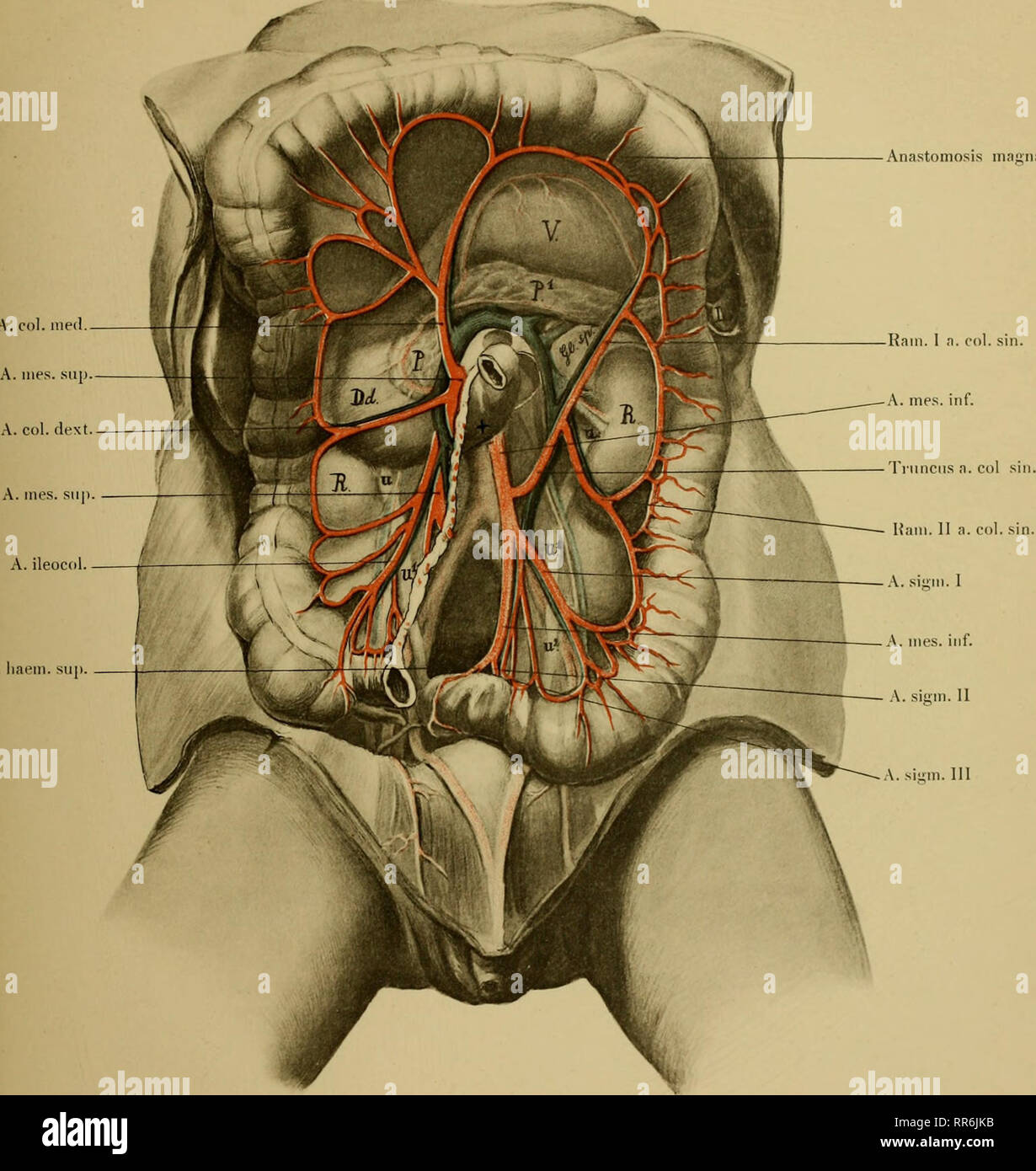 Abhandlungen Der Koniglichen Akademie Der Wissenschaften In Berlin Science A Prnij X Akad D Wissensch Phys Aol 1900 Il A Liaem Sup Anastomosis Majina Rain 1 A Col Sin Hintere Bauchwancl Eines