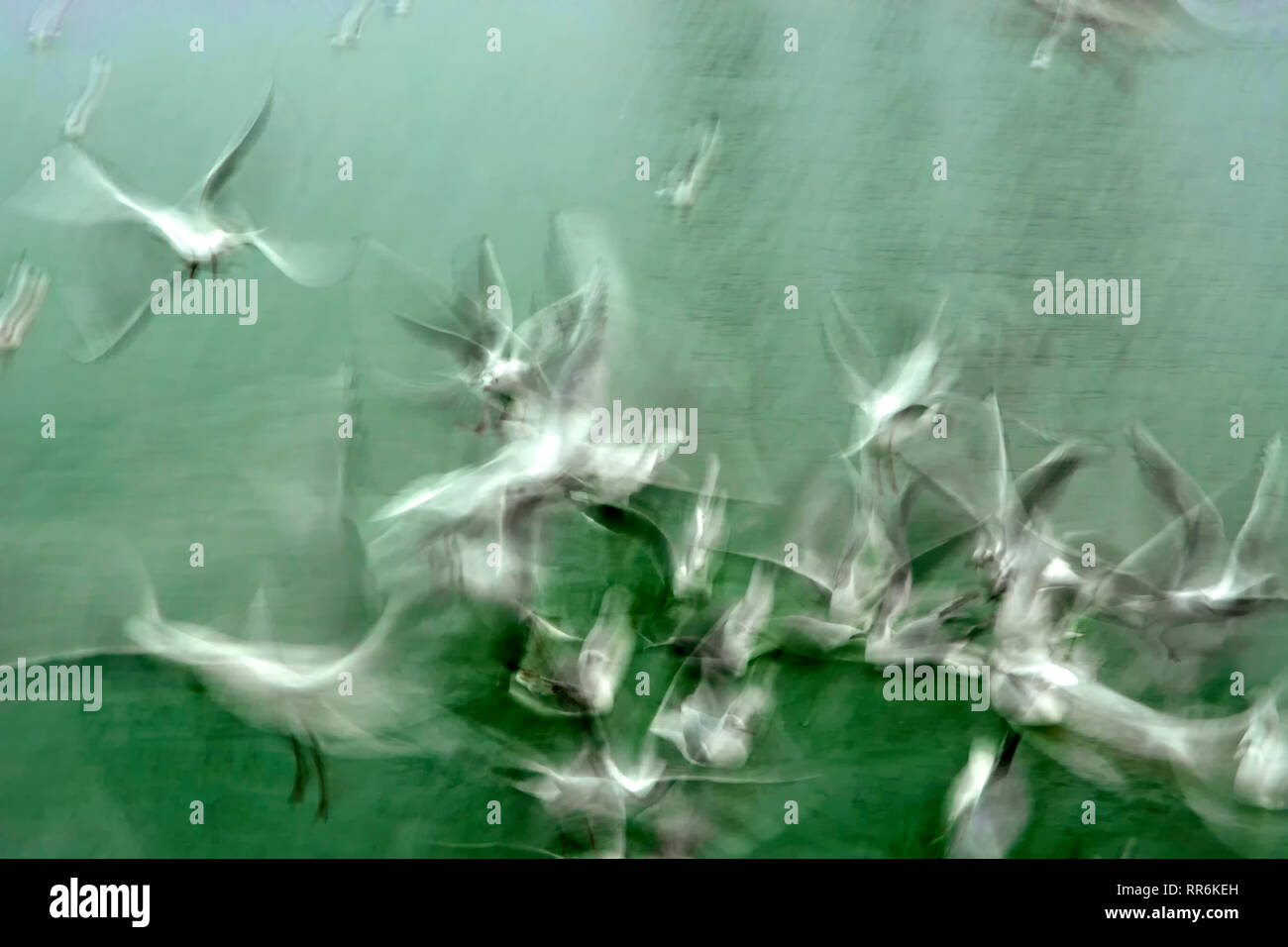 Seagulls at Lake Balaton in motion, Hungary Stock Photo