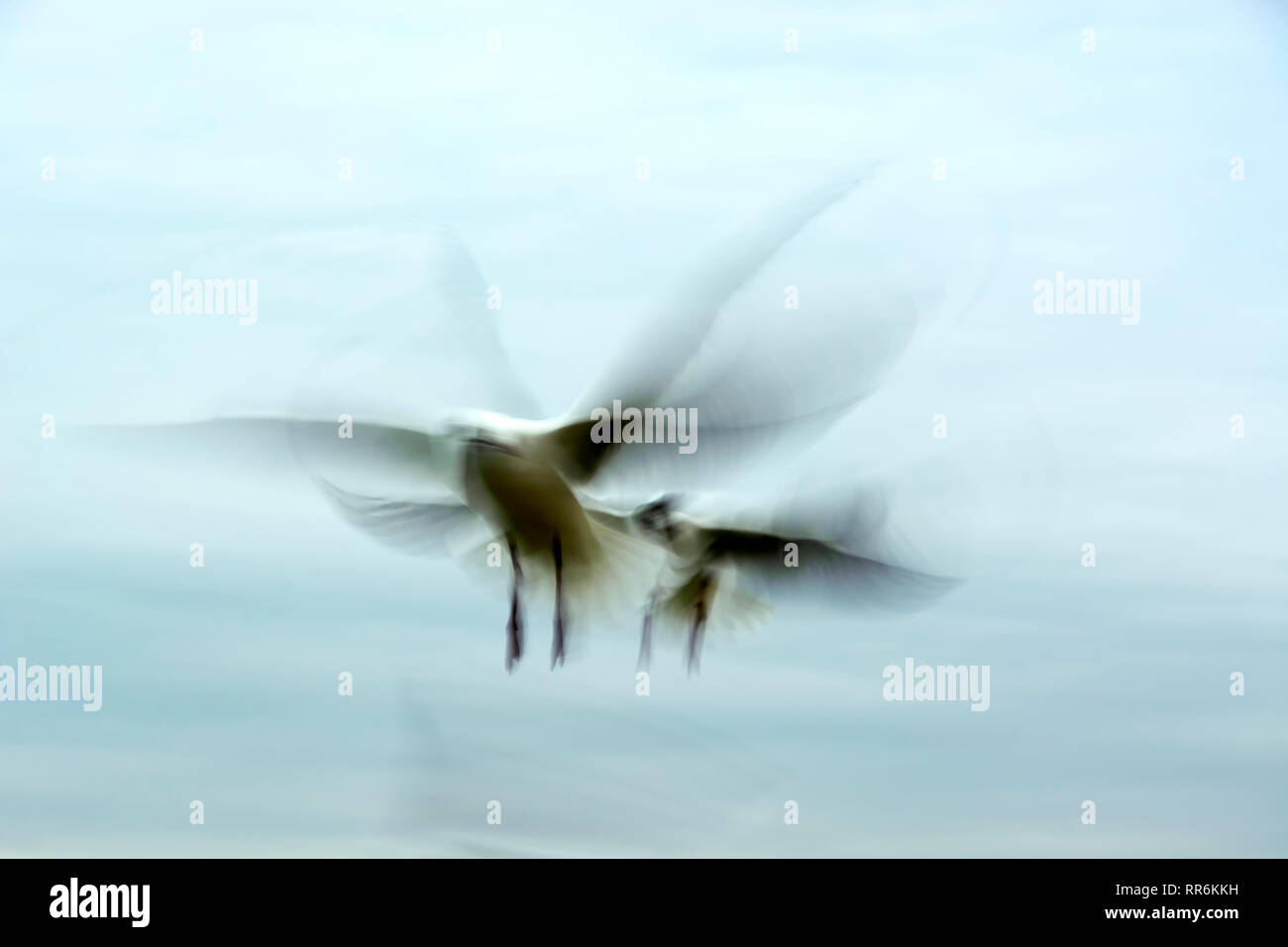 Seagulls at Lake Balaton in motion, Hungary Stock Photo