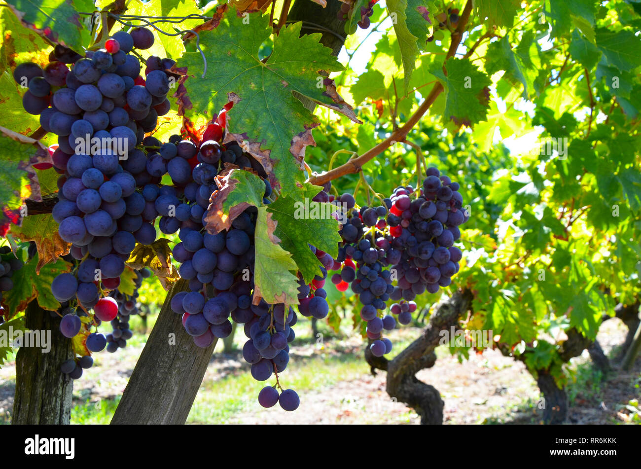 Red Wine Grapes on the Vine, Bordeaux, France Stock Photo - Alamy