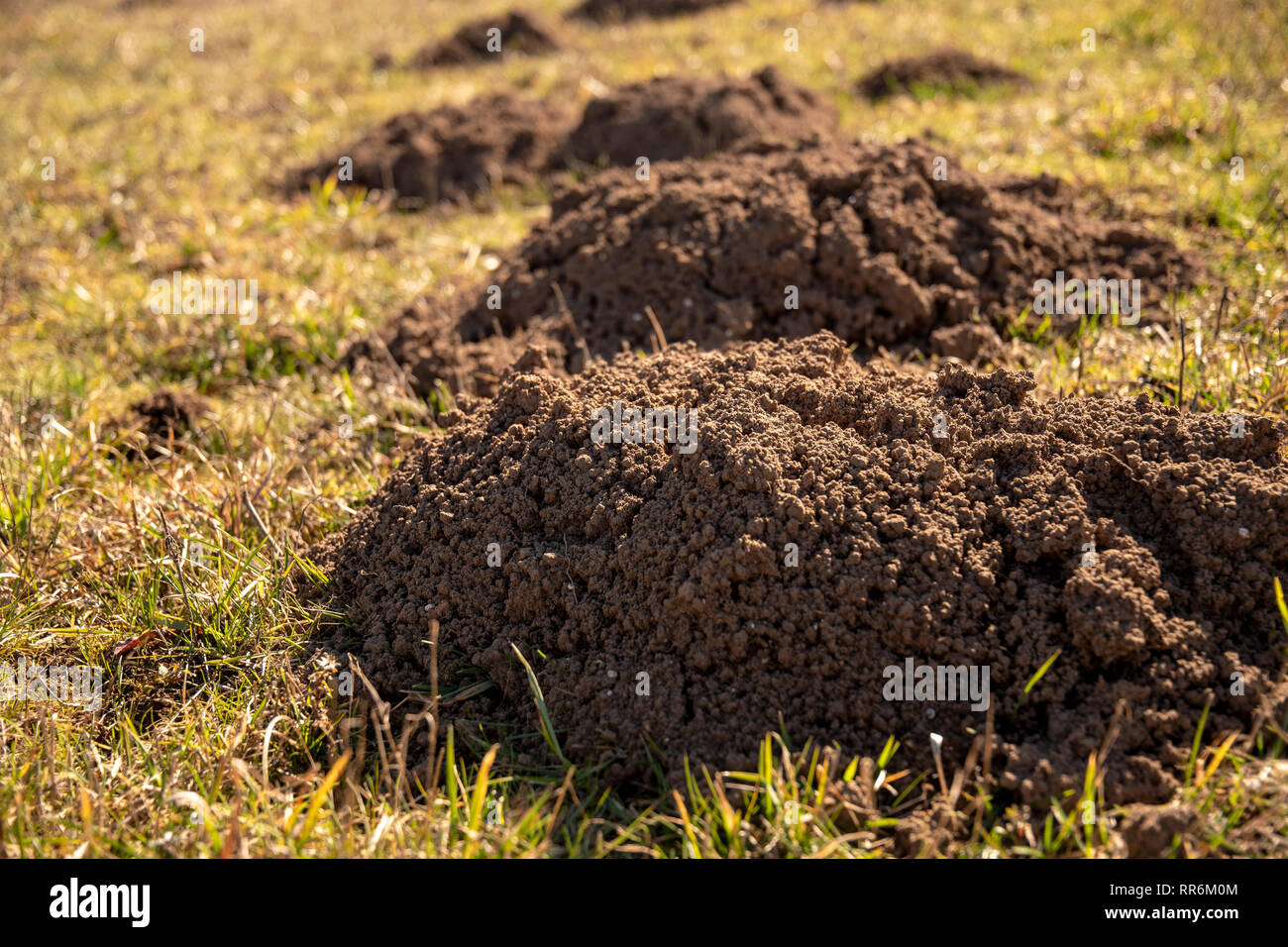 Plant On A Molehill Hi Res Stock Photography And Images Alamy