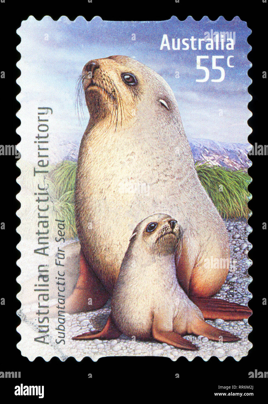 AUSTRALIA - CIRCA 2009: A stamp printed in Australia shows image of a Subantarctic Fur Seal, in Australian Antarctic Territory, circa 2009. Stock Photo