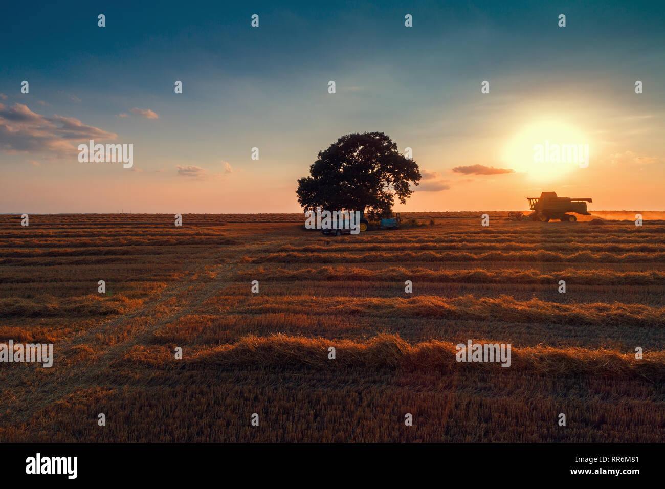 Combine harvester machine working in a wheat field at sunset. Lonely ...