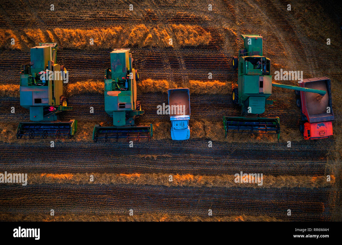 Combine harvester machine working in a wheat field at sunset Stock ...