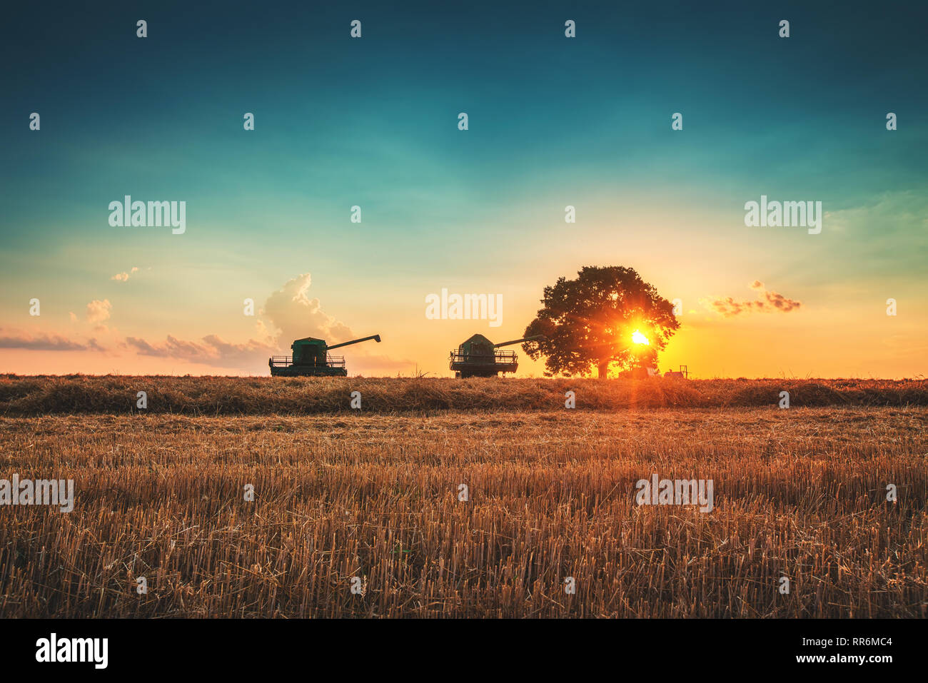 Combine harvester machine working in a wheat field at sunset. Lonely ...