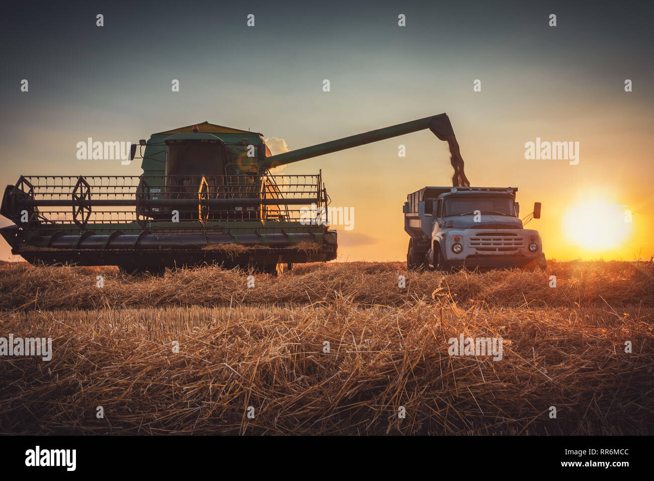 Combine harvester machine working in a wheat field at sunset Stock ...