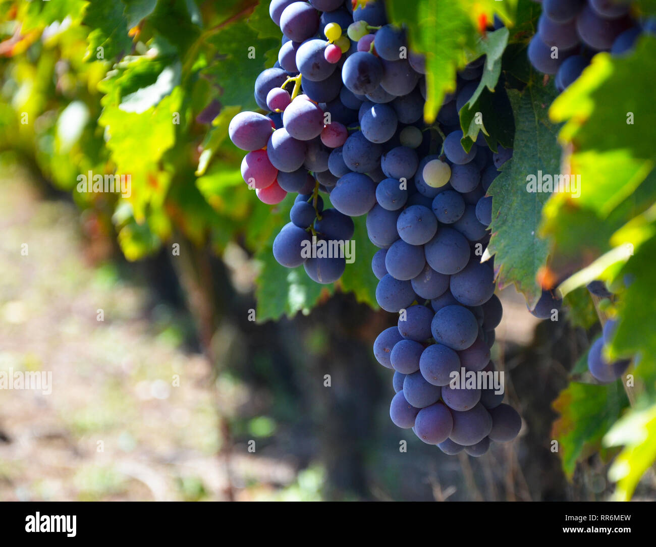 Cluster of Grapes Close up, French Vineyard Stock Photo Alamy