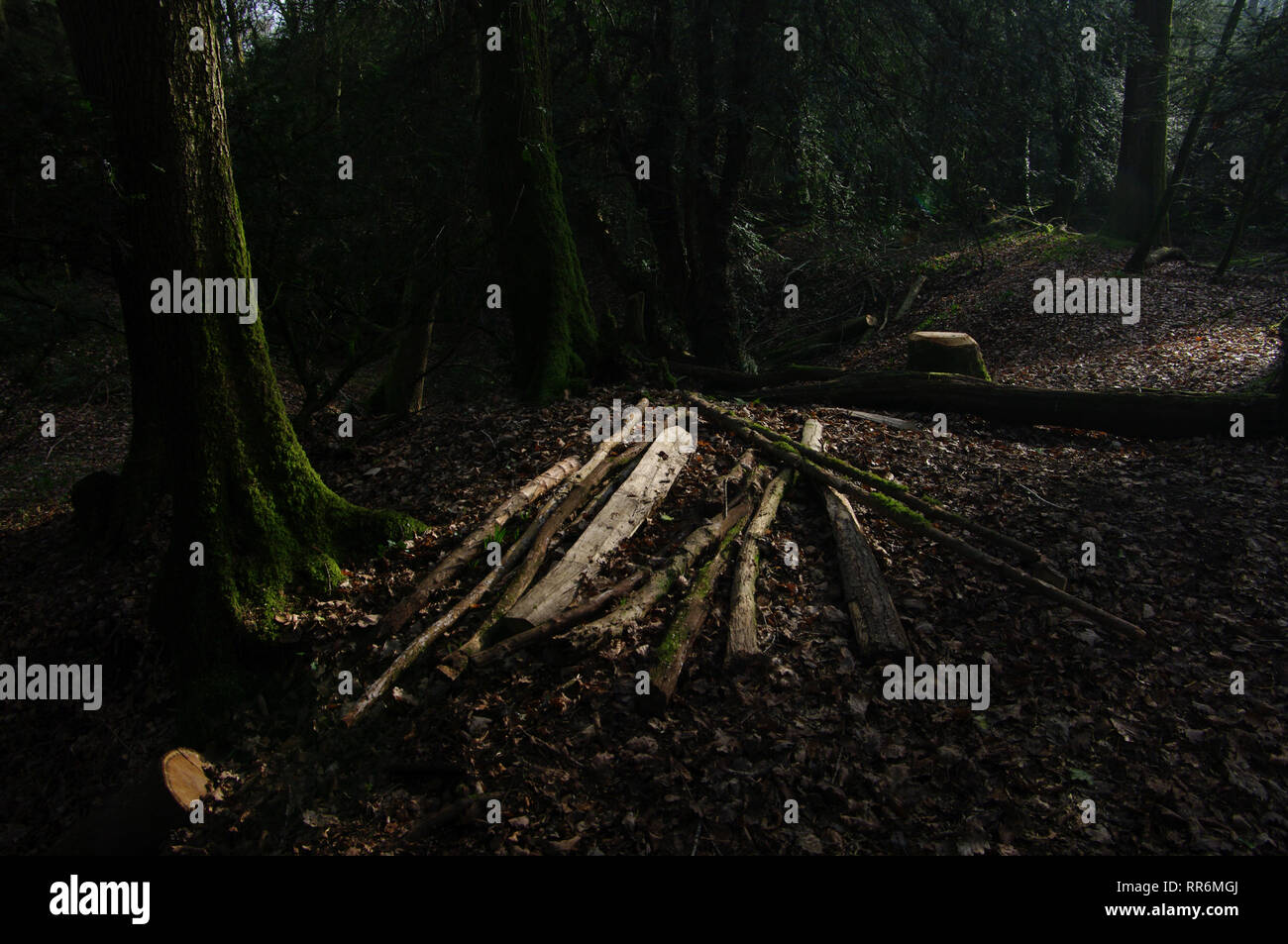 Great Lambsquay Wood, Forest of Dean Stock Photo