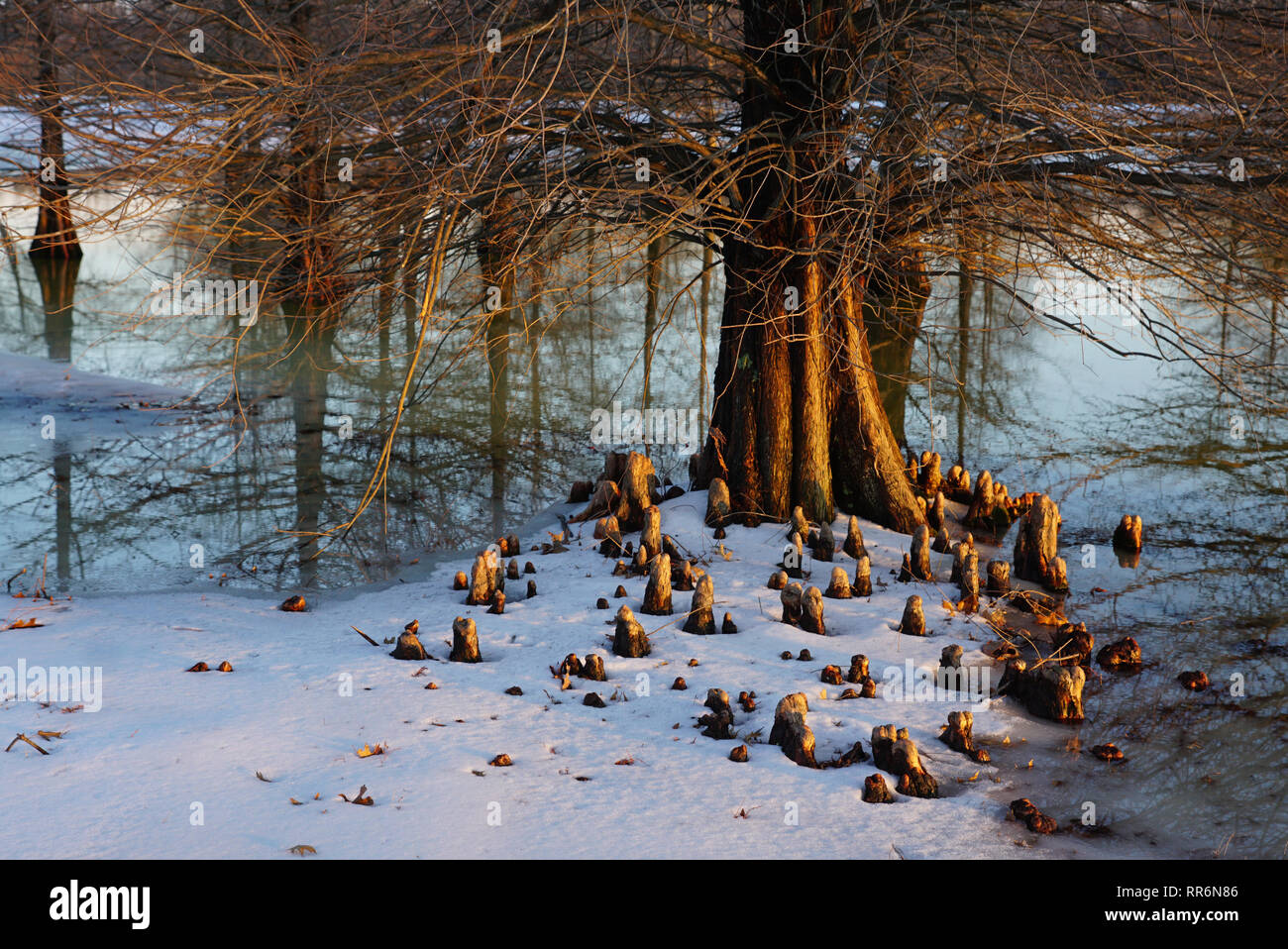 Cypress tree and cypress knees at sunset in winter with snow Stock Photo