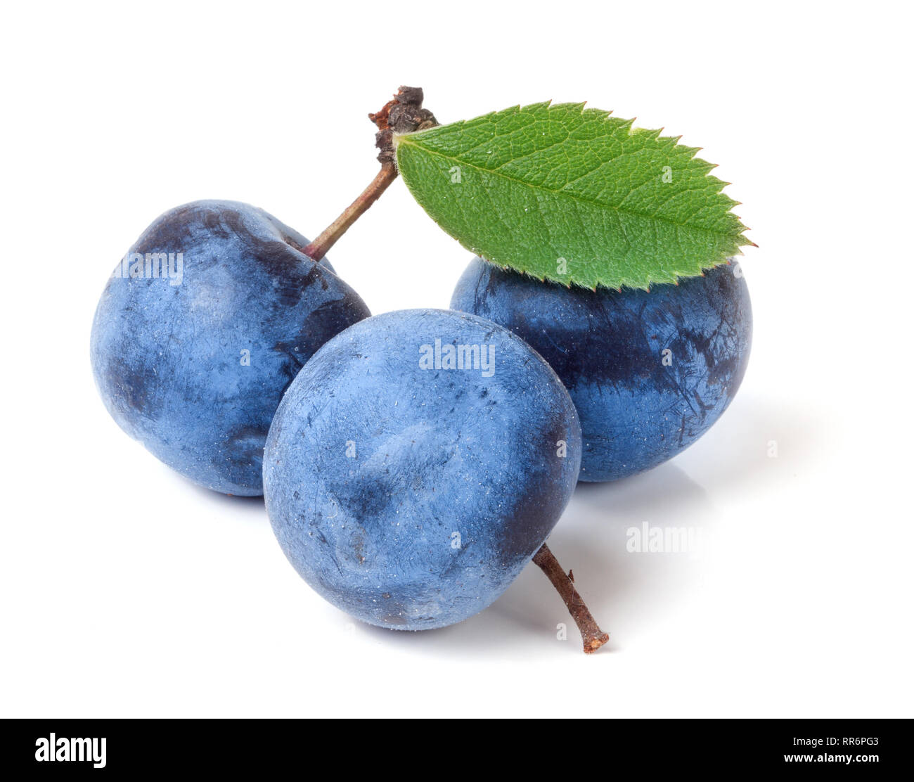 fresh blackthorn berries with leaves isolated on white background Stock Photo