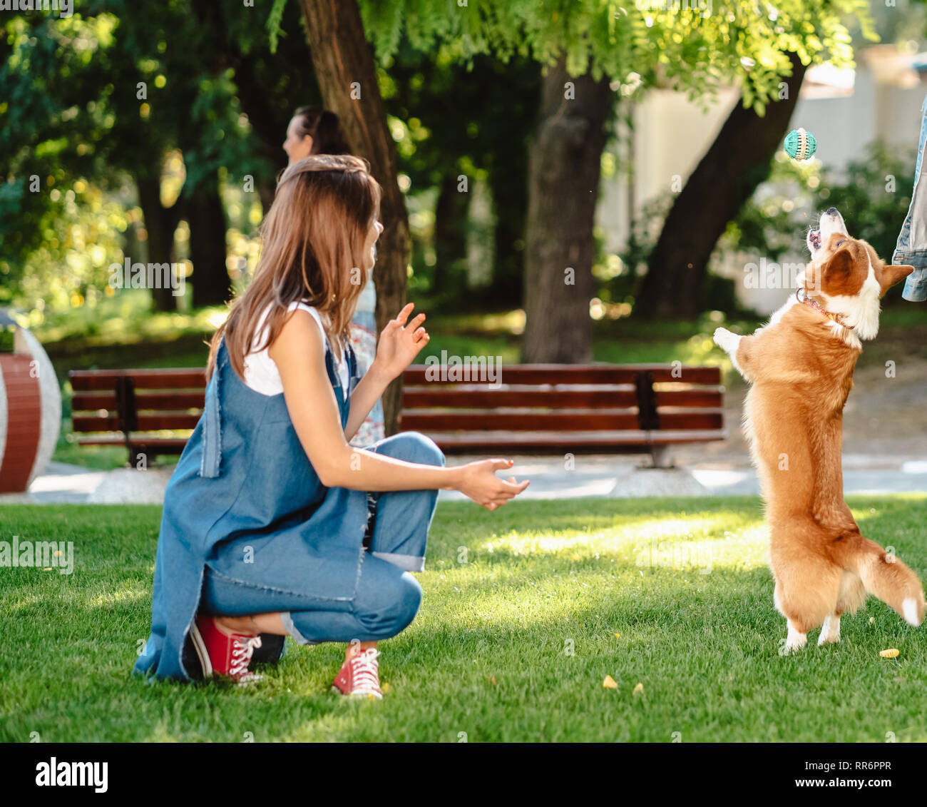 Portrait of woman with dog Welsh Corgi Pembroke in dog park Stock Photo