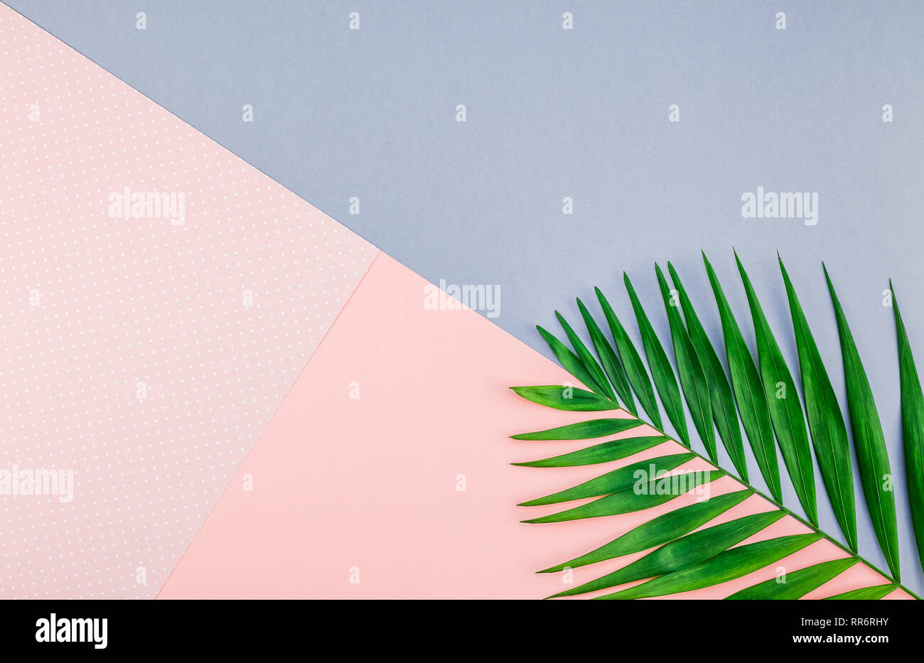 Creative flat lay top view of green tropical palm leaves on color paper ...