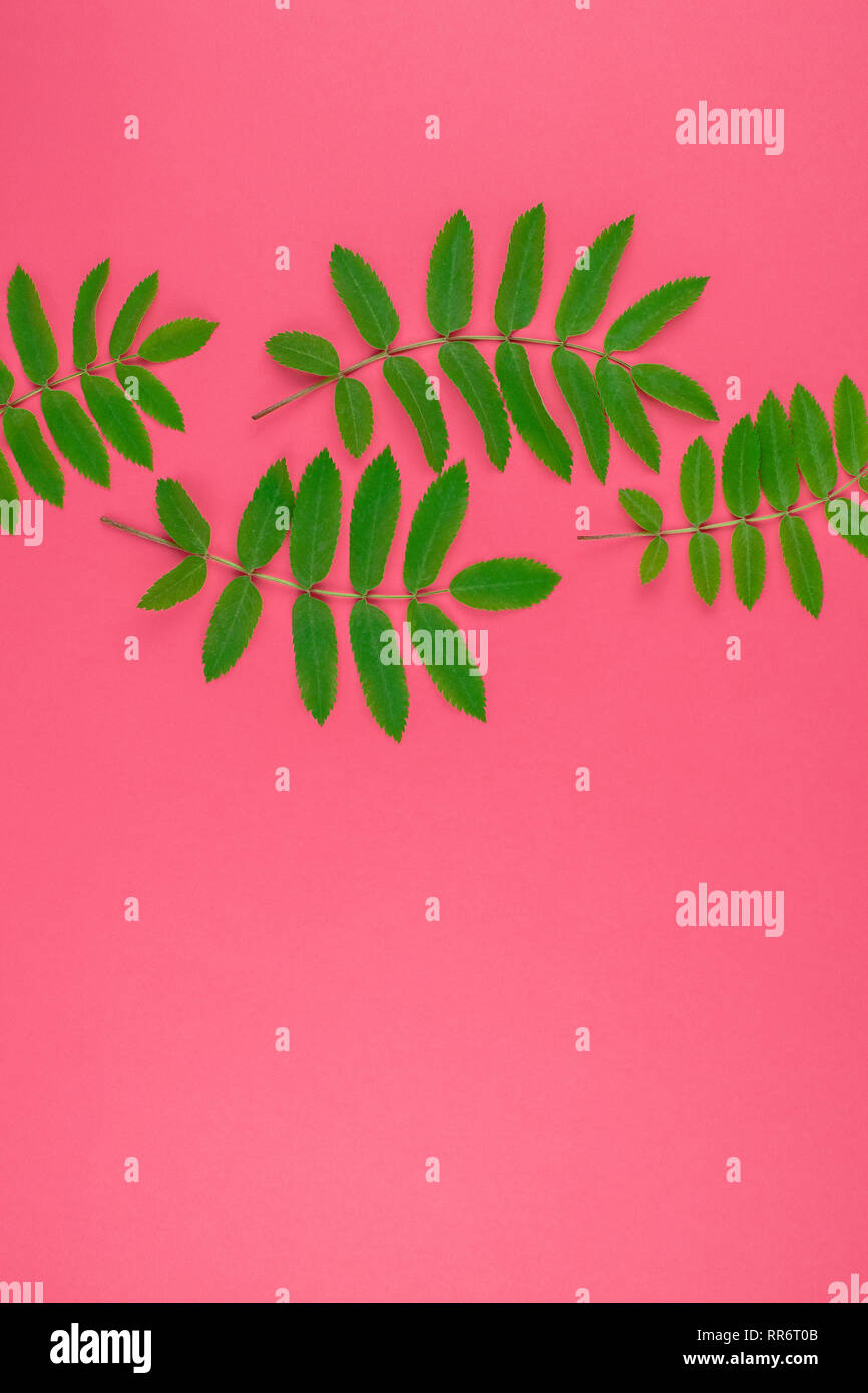 Creative flat lay top view pattern with fresh green rowan tree leaves ...