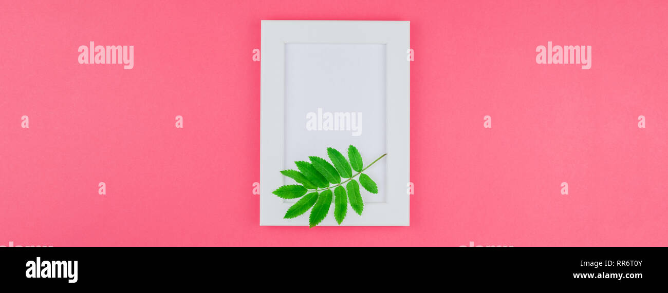 Creative flat lay top view white frame mock up with fresh green rowan ...
