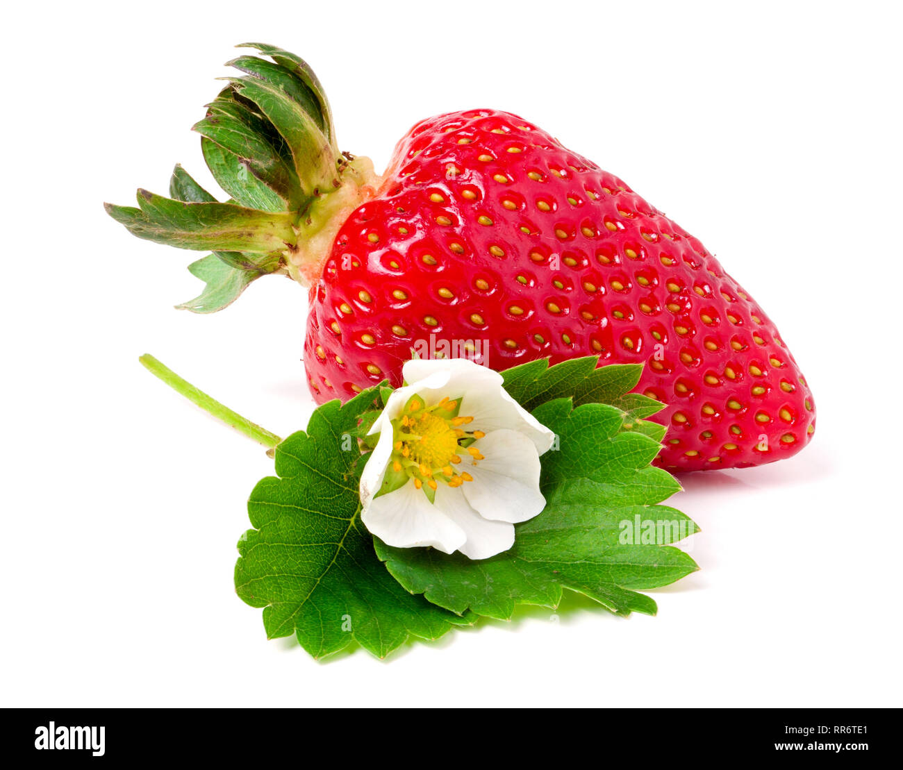 strawberries with flower and leaves isolated on white background Stock