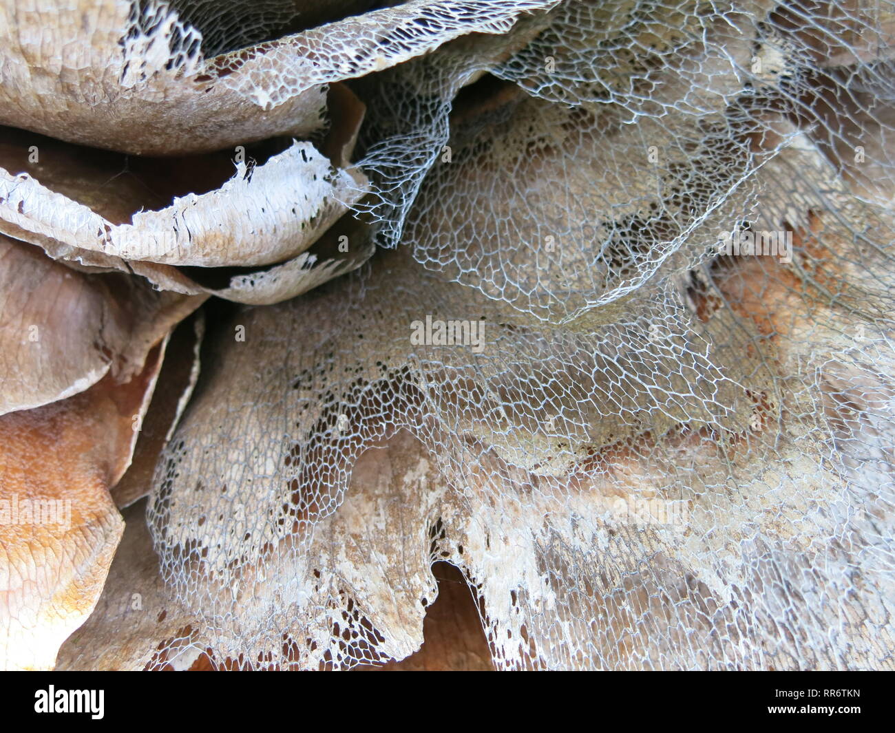 Abstract detail of the desiccated lacy foliage and brittle decay of the leaves of a greenhouse cactus plant; hues of beige and bleached grey. Stock Photo