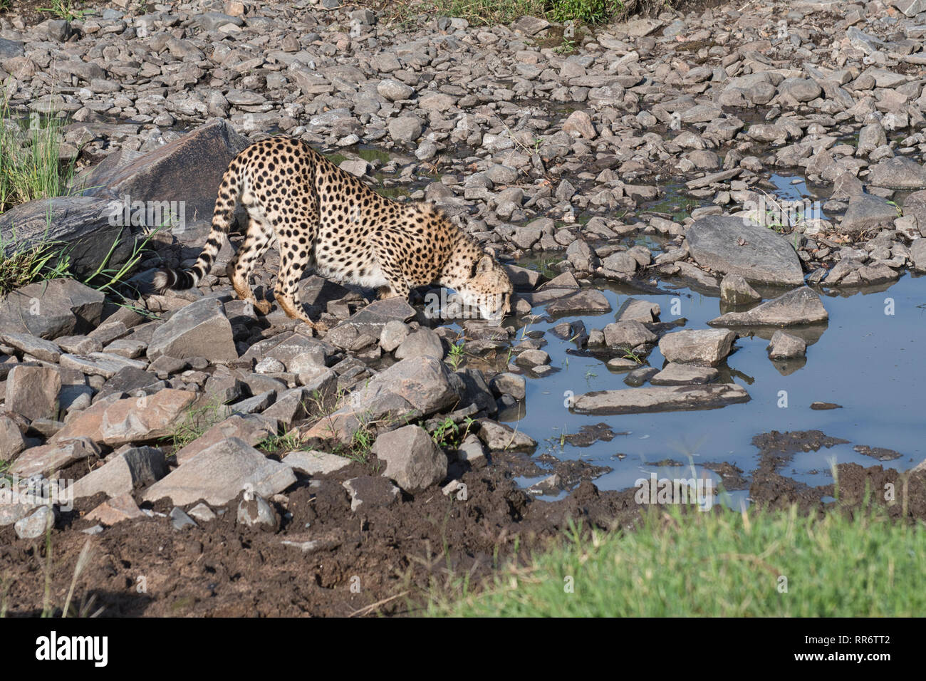 Male cheetah (Acinonyx jubatus) drinking at a water hole, early morning. Stock Photo