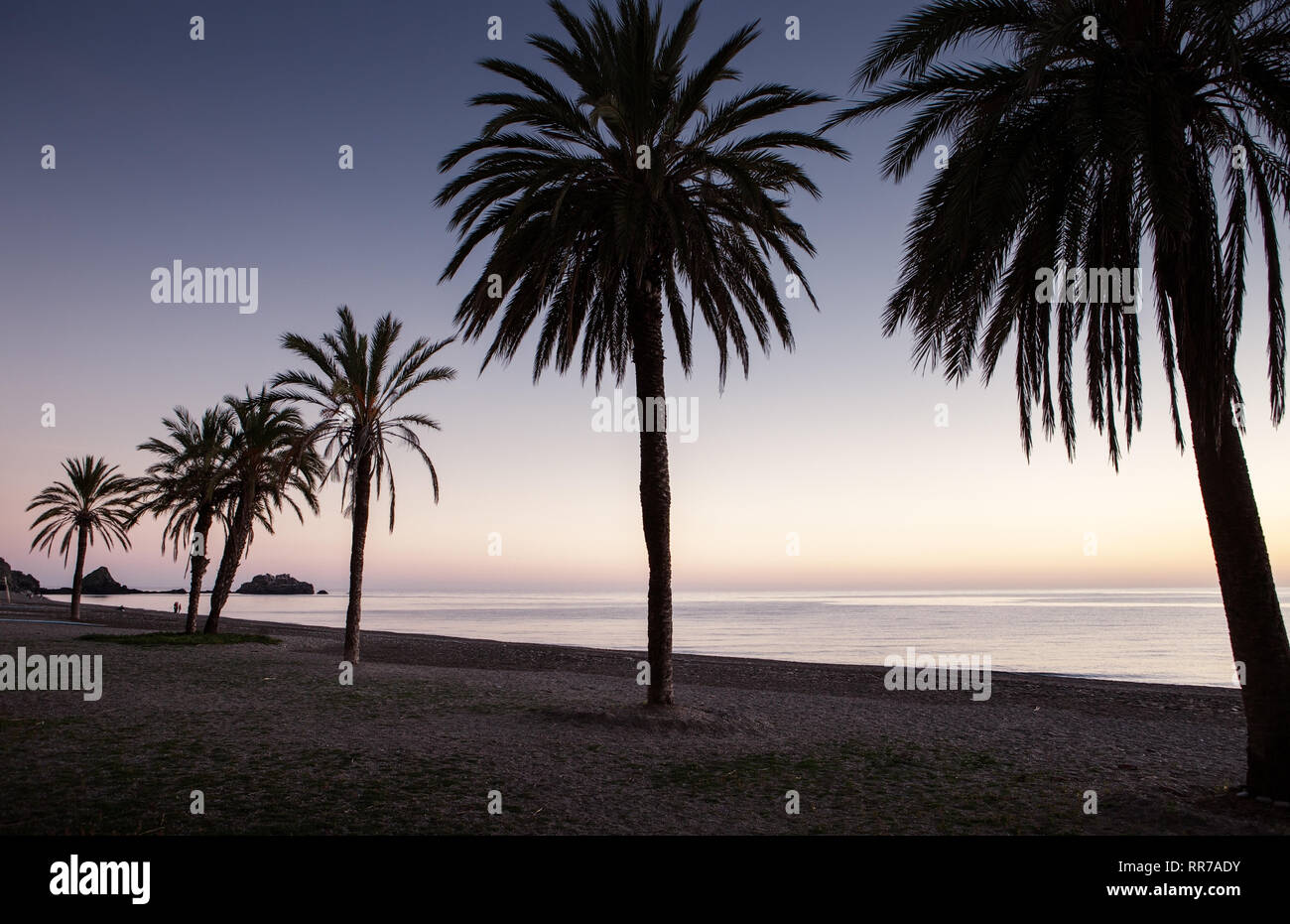 palm tree on the beach in costa tropical spain as the sun is setting