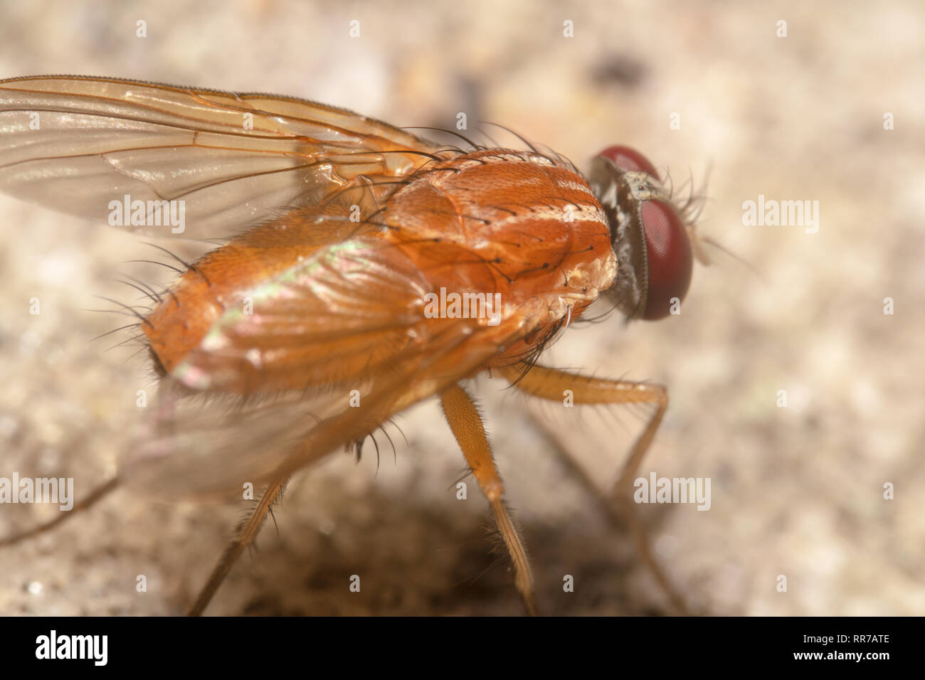 Slender Orange Bush Fly Dichaetomyia norrisi shot from behind with red ...