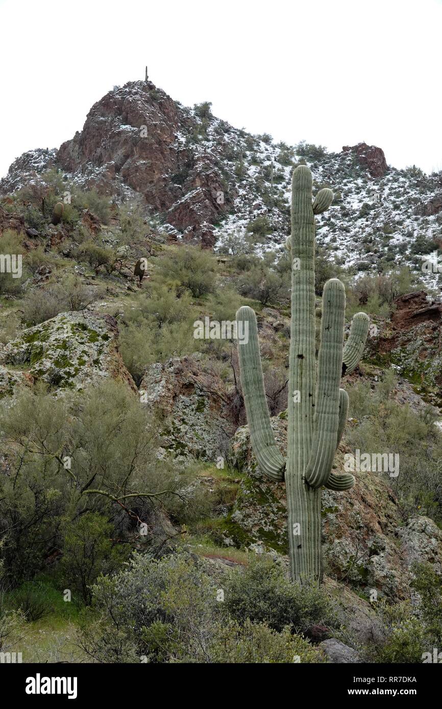 A winter storm hit the Phoenix desert covering the Superstition Mountains, in particular Lost Dutchman State Park, in snow. Stock Photo
