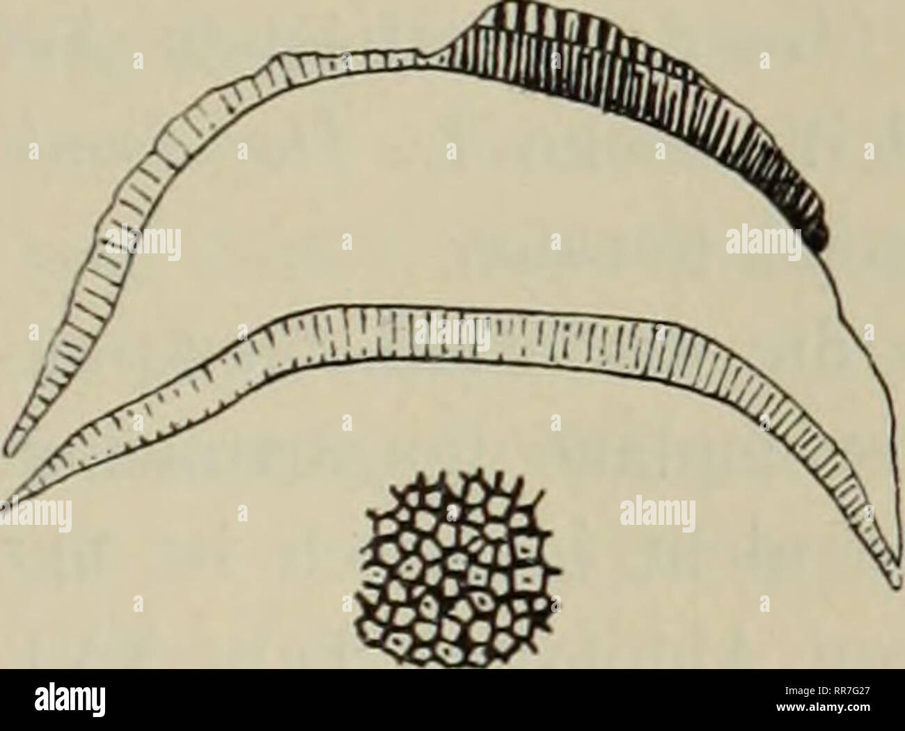 Lingula tenuissima hires stock photography and images Alamy