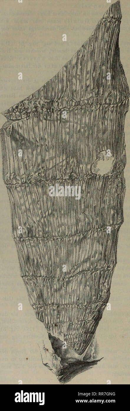 . Abhandlungen der Geologischen Bundesanstalt. Geology; Paleontology. Calamarlae. Textfijnir 2.. Stammbase des Calamites ramosus Artis. Aus dem Hangenden des Leopoldflötzes in Orzesche (C. Sachse). Hiernach fällt somit die Analogie zwischen der Inser- tion des Equisetum - Scheidenblattes und der Position des Wurzelknötchens am Calamitenstamme in die Augen. Bei der Feststellung der Bedeutung der über der Inter- nodiallinie am Calamitenstamme auftretenden Knötchen, die Brongniart für Ast- und Wurzelnarben erklärte, ging der- selbe Forscher von der Voraussetzung aus, dass dieselben die Rille des  Stock Photo