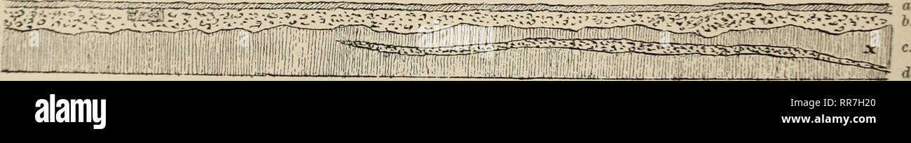 . Abhandlungen der Geologischen Bundesanstalt. Geology; Paleontology. P. 18 P. IS. P. 20. Gegen St. 327.. a. Humus, b. Diluvial-Schotter. c. Tegel, d. Sandlasse. Je I c. 2° P. 21. Das davon untersuchte Materiale ergab: Probe 19. Einige Molluskenreste wie: Conus ventricosus Bronn., Ancillaria glandiformis Lam., Columbella nassoides Beil., Cerithium minutum Serr., Dentalium tetragonum Brocc, Venus fasciculata Eeuss.. zahlreiche Cidariten-Stachel und Massen Foraminiferen von echtem Badn er -Typus. Probe 20. Etwas weiter gegen St. 327. Enthielt wieder zahlreiche Foraminiferen — Badner-Typen. Probe Stock Photo