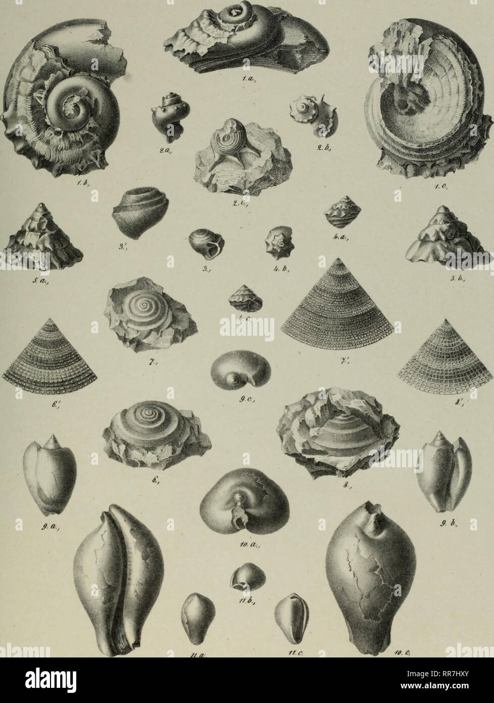 Abhandlungen Der Geologischen Bundesanstalt Geology Paleontology Afkfli Gasteropoden Der Gosaugebilde Tat Xi O 6 Gt Sc Lt C Tt R Veiphintua Granttis Zk H R Phorus Minutus 7 Solarium