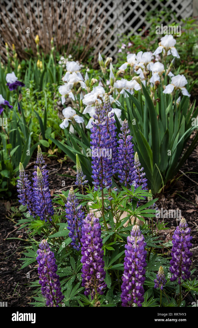 Lupin and Iris in a backyard colourful pastel flower garden, Monroe, New Jersey, USA, pt Colourful garden Stock Photo