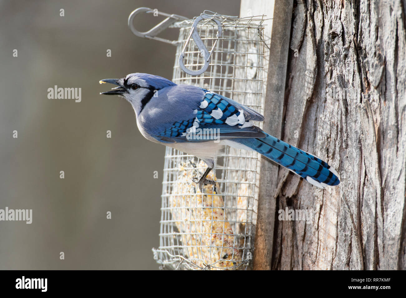 Blue Jay Perched On Suet Feeder Stock Photo 238041007 Alamy