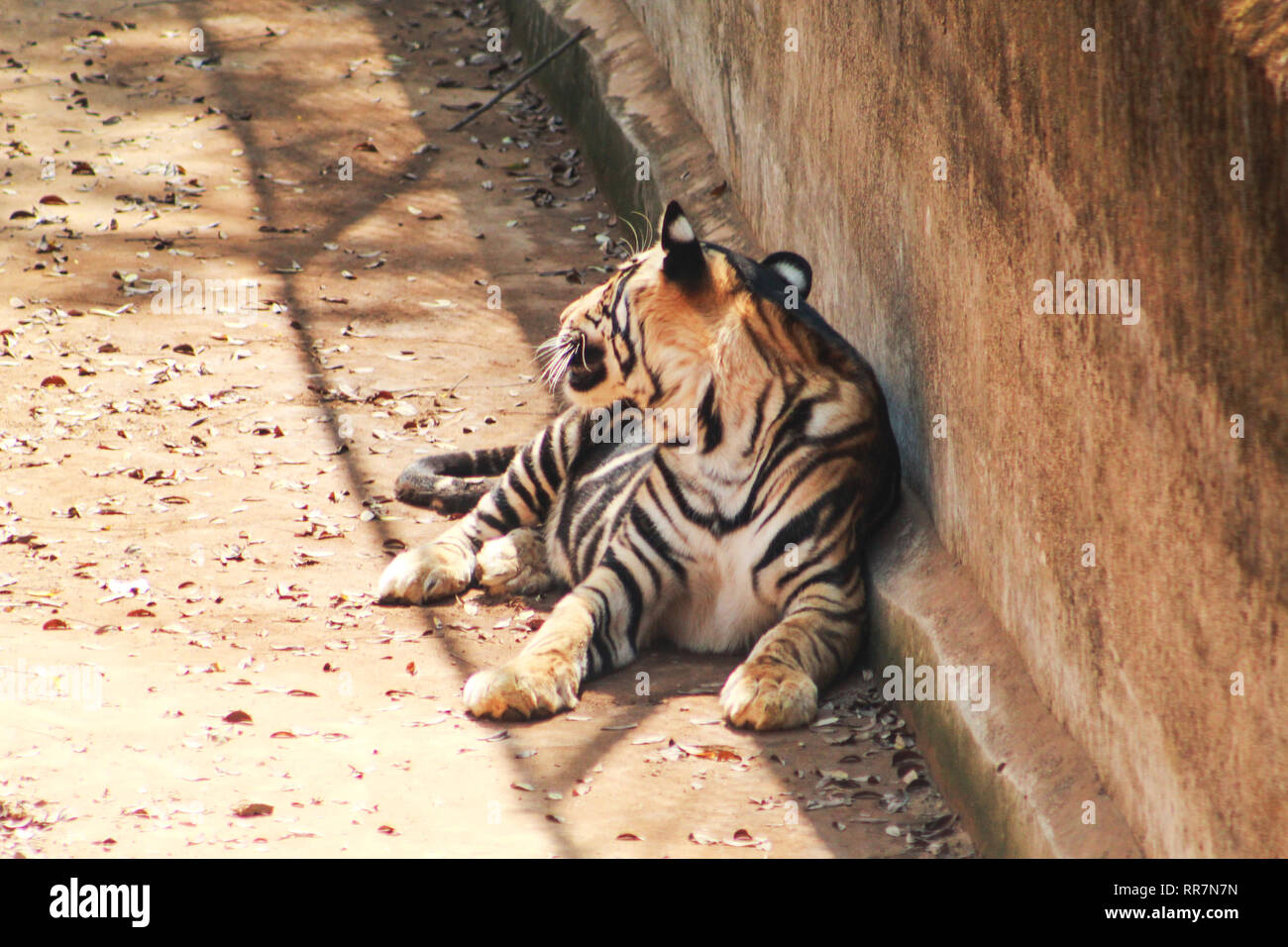 Tiger Tours High Resolution Stock Photography And Images Alamy