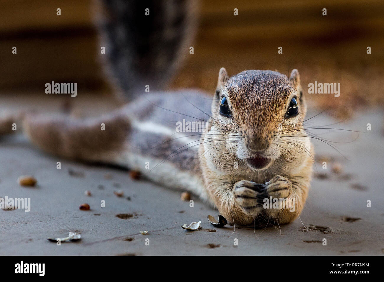 Squirrel or Chipmunk Posing with Smile and Front Paws Together Stock